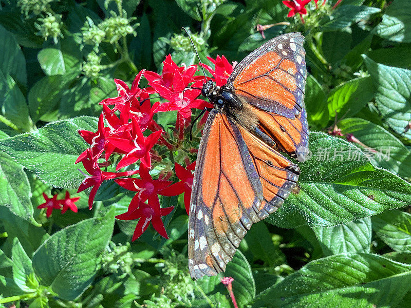 在红色多年生花上的黑脉金斑蝶(Danaus plexippus)